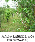 カムカムと胡椒(こしょう)の間作(かんさく)