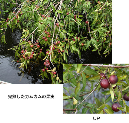 完熟したカムカムの果実
