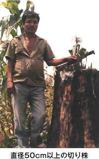 直径50cm以上の切り株