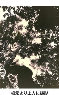 根元より上方に撮影