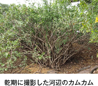 乾期に撮影した河辺のカムカム