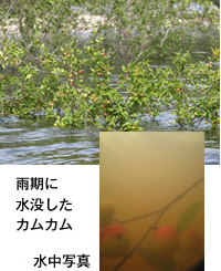 雨期に水没したカムカム