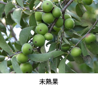 未熟果