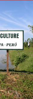 AMAZON FARM