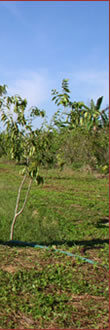 AMAZON FARM