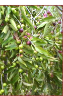 JJ6